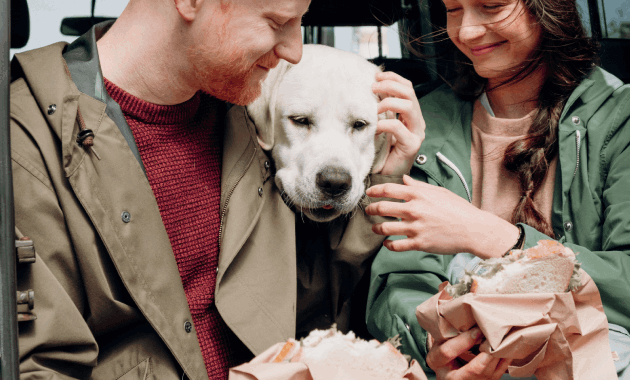 pet insurance